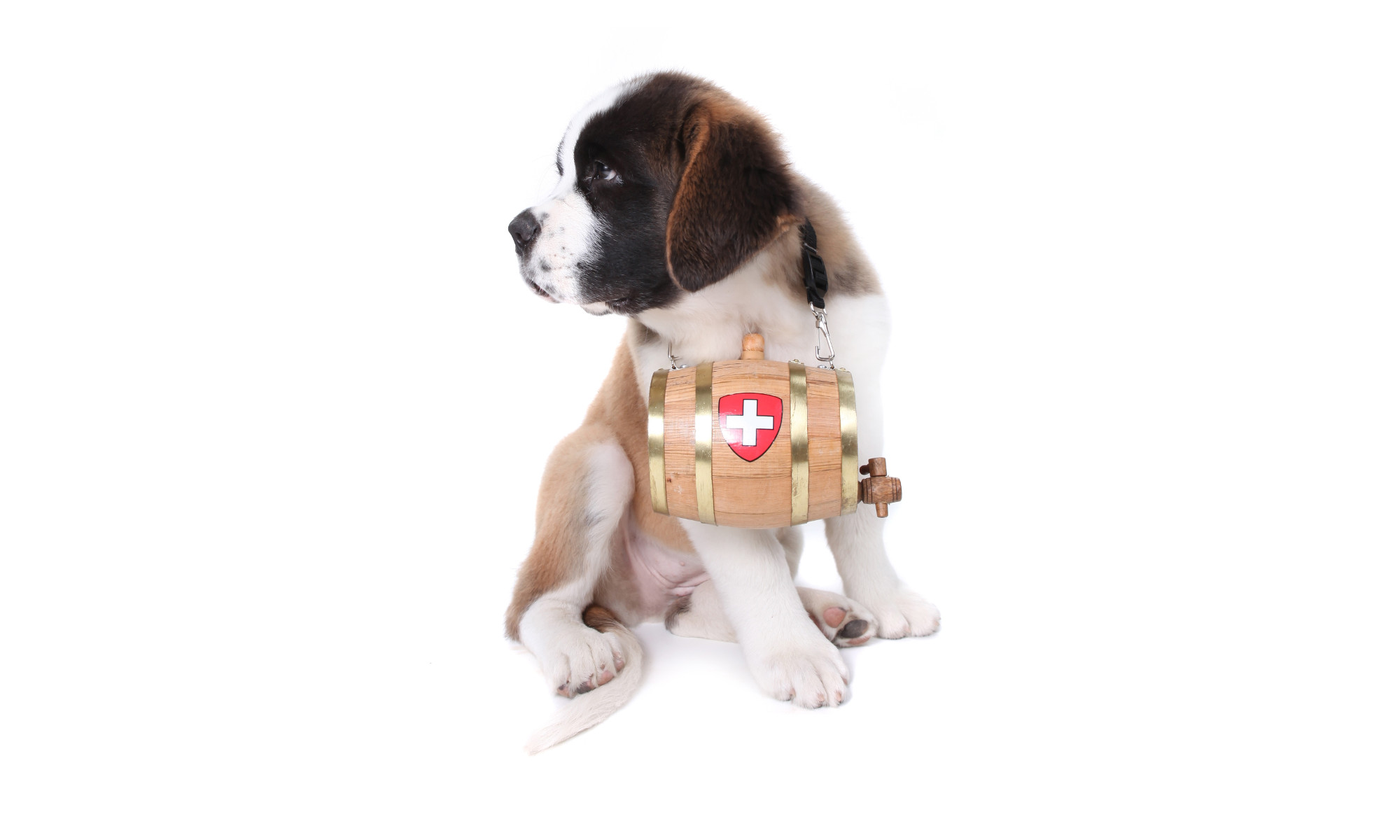 St Bernard protector puppy
